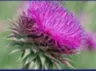 milk-thistle