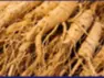 panax-ginseng